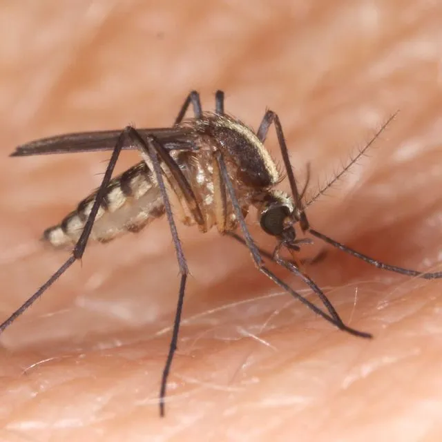 thumbnail for publication: No Common Name Aedes atlanticus (Dyar and Knab) (Insecta: Diptera: Culicidae)